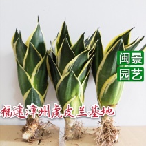 虎皮兰荷花兰虎尾兰高10到20厘米福建漳州苗木基地