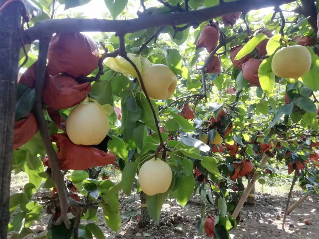 黄金梨果园种植场景,展示整齐排列的果树和正在成熟的果实 黄金梨果园种植场景