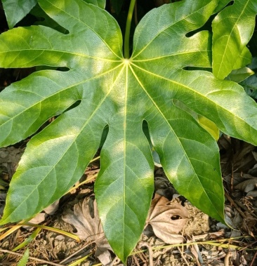 八角叶全国批发八角叶,质量有保证