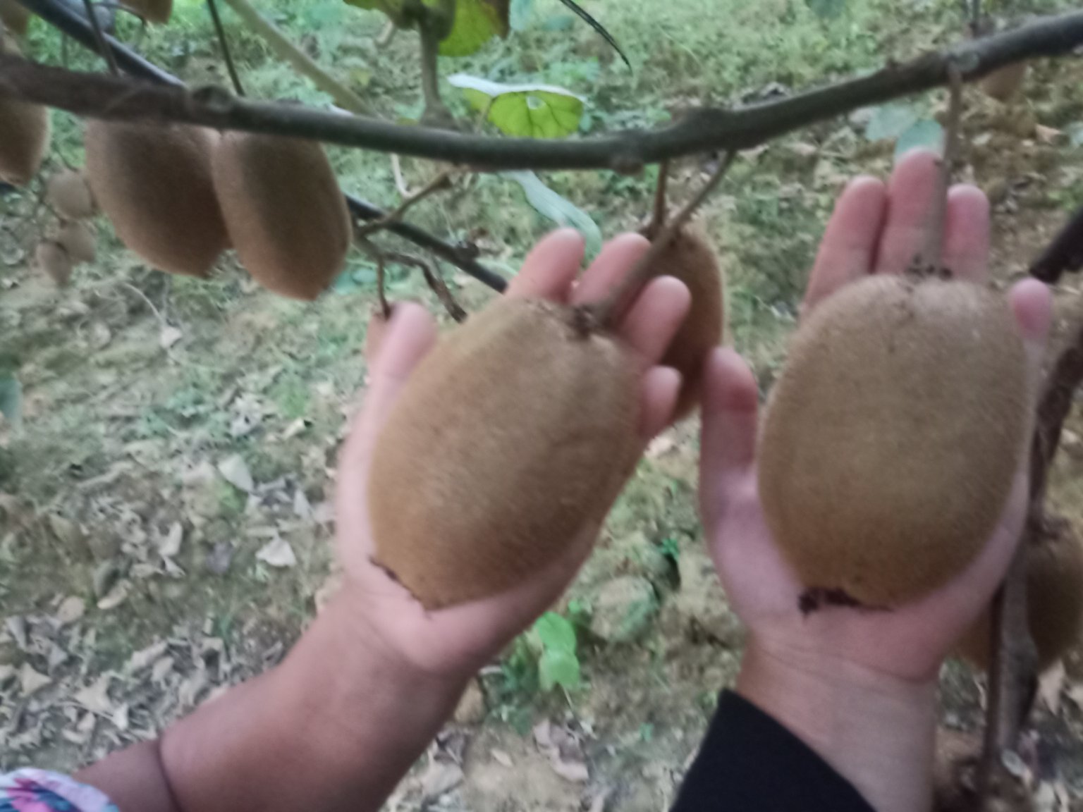 展示三颗黄心猕猴桃,从左至右分别为刚采摘硬果、室温放置5天微软果、完全软熟果;背景为白底木纹台面,旁边配有手持式糖度仪显示数值分别为6.2%、12.8%、16.5%,直观体现糖分随成熟度提升的变化趋势 黄心猕猴桃不同成熟阶段对比图