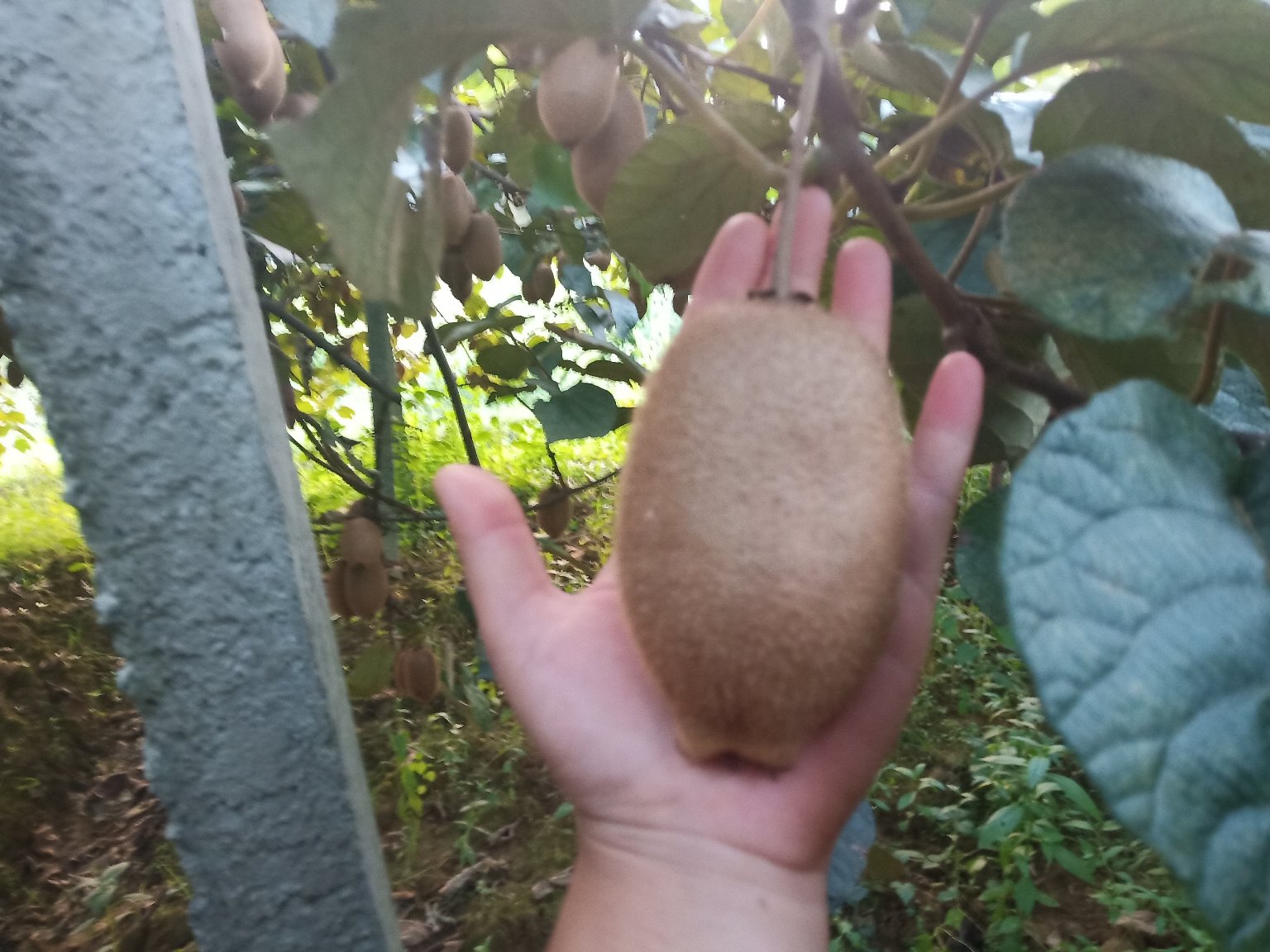 一名果农在果园中采摘成熟的黄心猕猴桃,树上挂满果实,另一名工人正在将果实轻轻放入塑料周转箱中,背景为整齐排列的猕猴桃种植架,体现生态种植环境 黄心猕猴桃采摘与包装场景