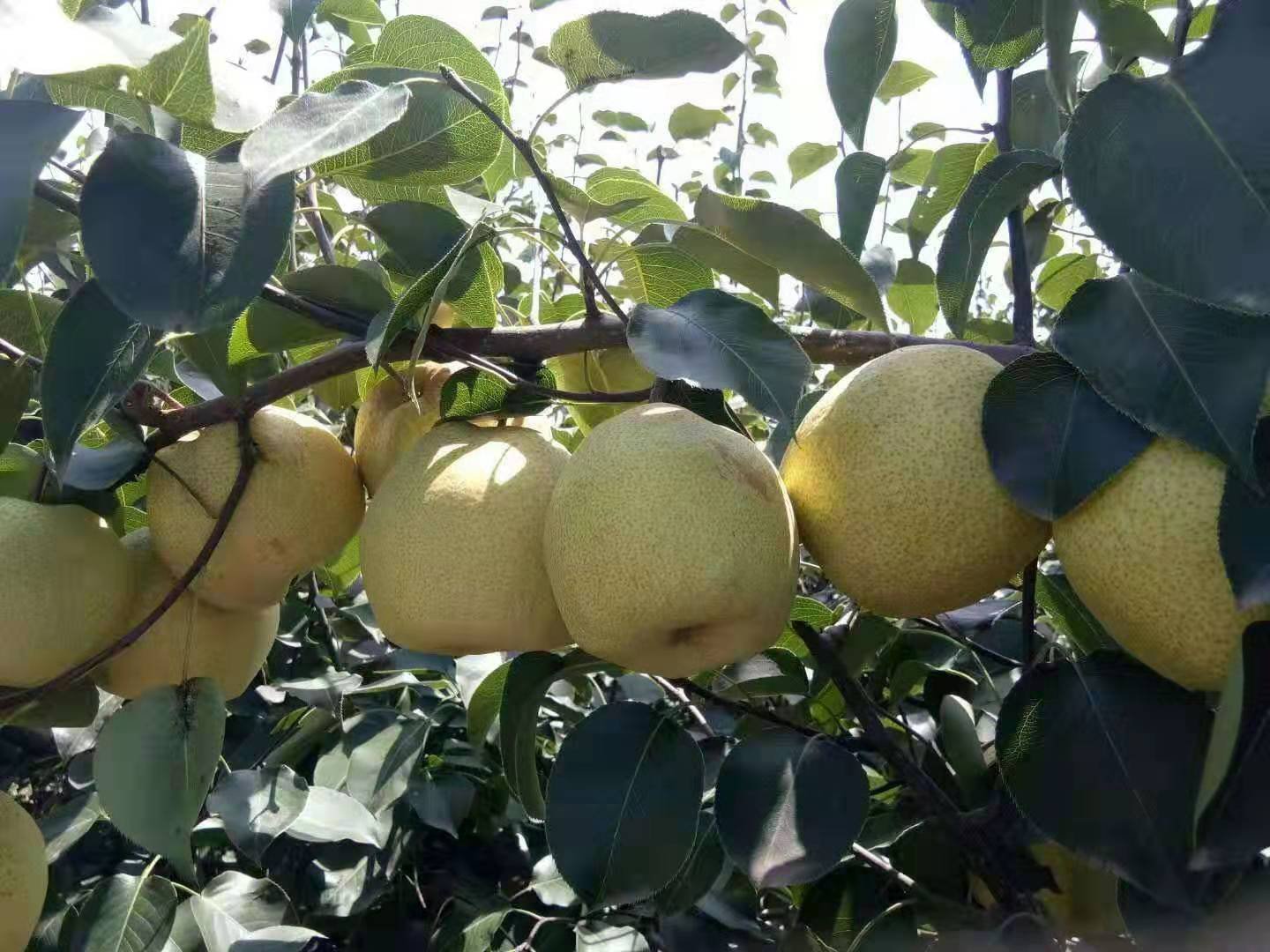 展示白梨种下主要栽培品种的系统分类树状图,左侧列出白梨种及其代表性品种如鸭梨、雪花梨、皇冠梨、黄冠梨等,右侧突出皇冠梨的育成路径:雪花梨 × 沙梨杂交后代,标注其审定编号与育成单位 白梨与皇冠梨植物学分类对比图