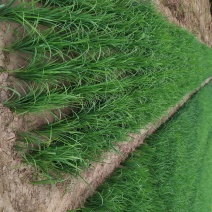 供应，马莲15-30公分2个芽以上