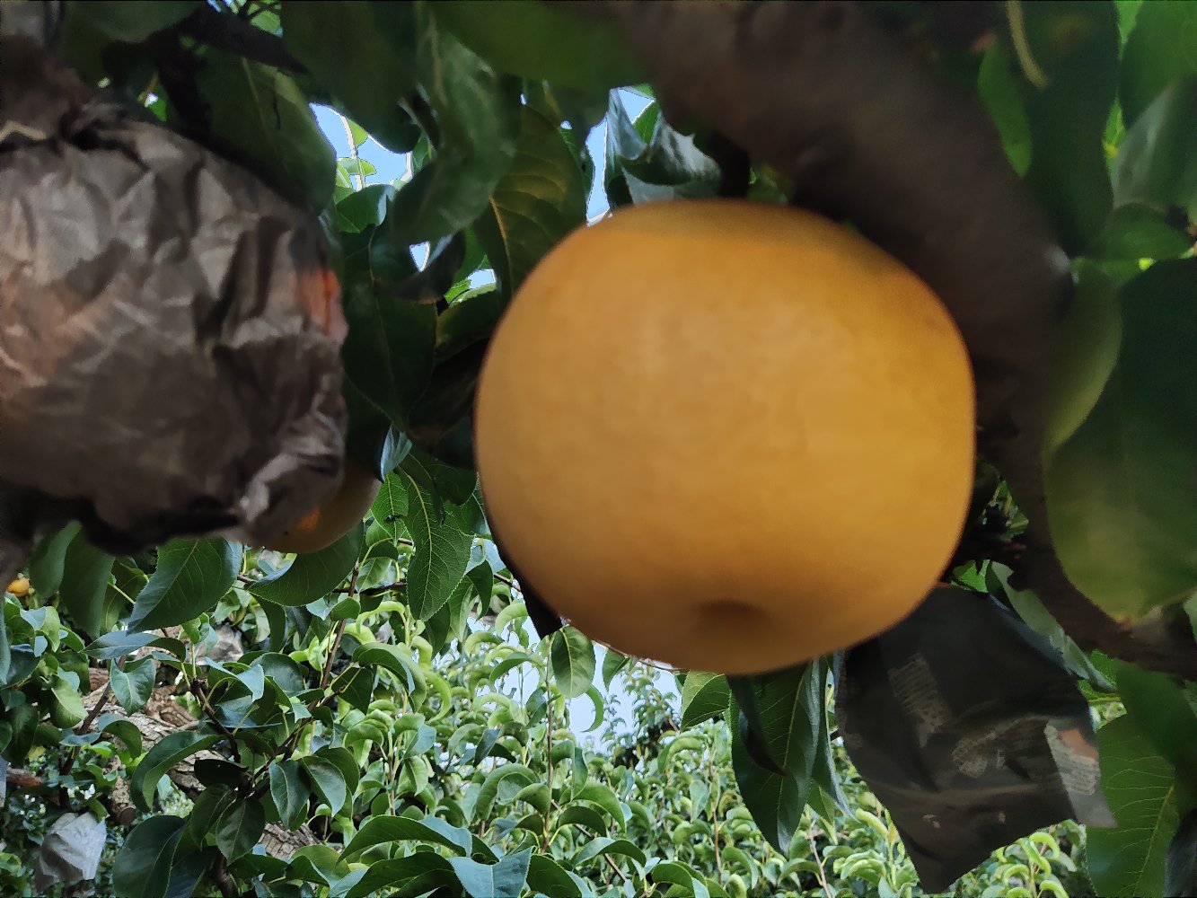 丰水梨采摘现场