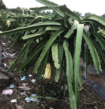 白花红香蜜龙450火龙果苗专用砧木嫁接使用