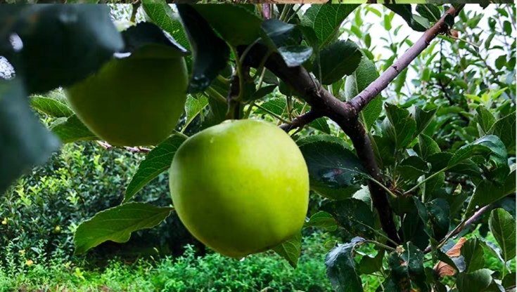 嘎啦苹果与常见苹果品种对比图