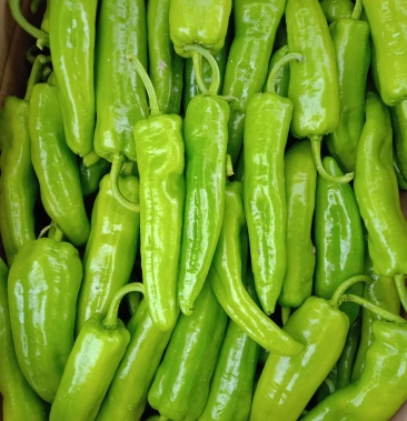 [牛角椒批发]新鲜无公害亨椒价格0.50元/斤 - 一亩田