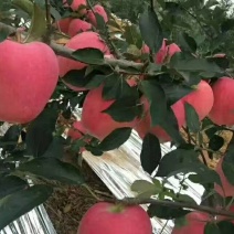 六代红星苹果苗