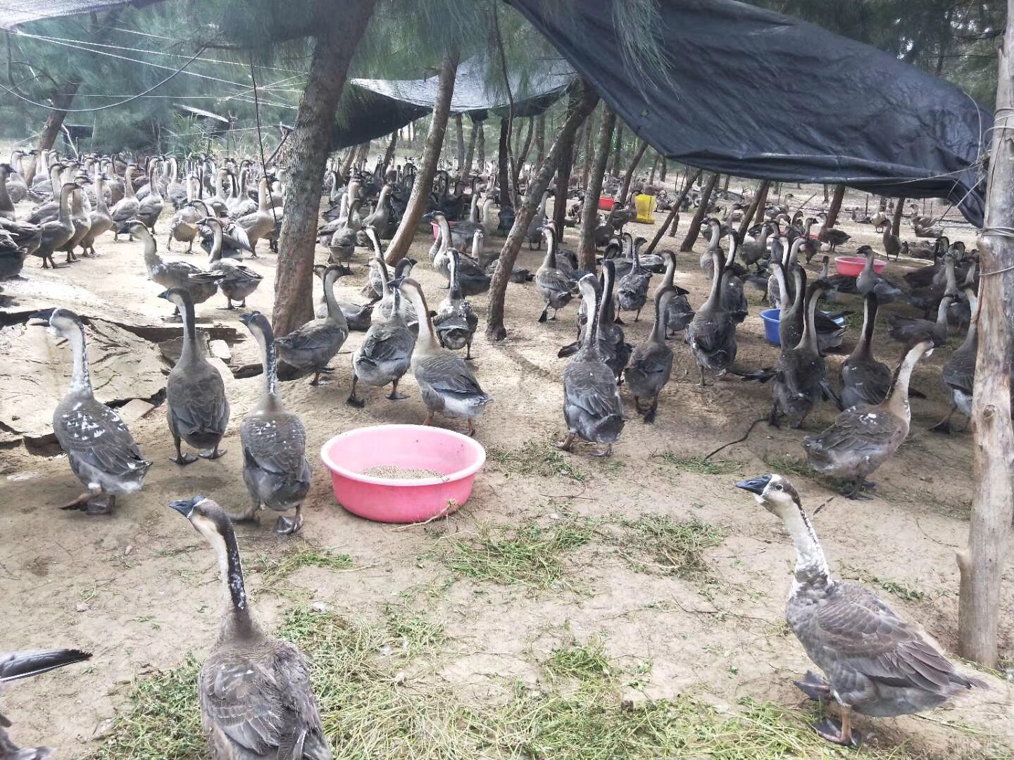 饲养员正在为10天大的狮头鹅苗投喂饲料