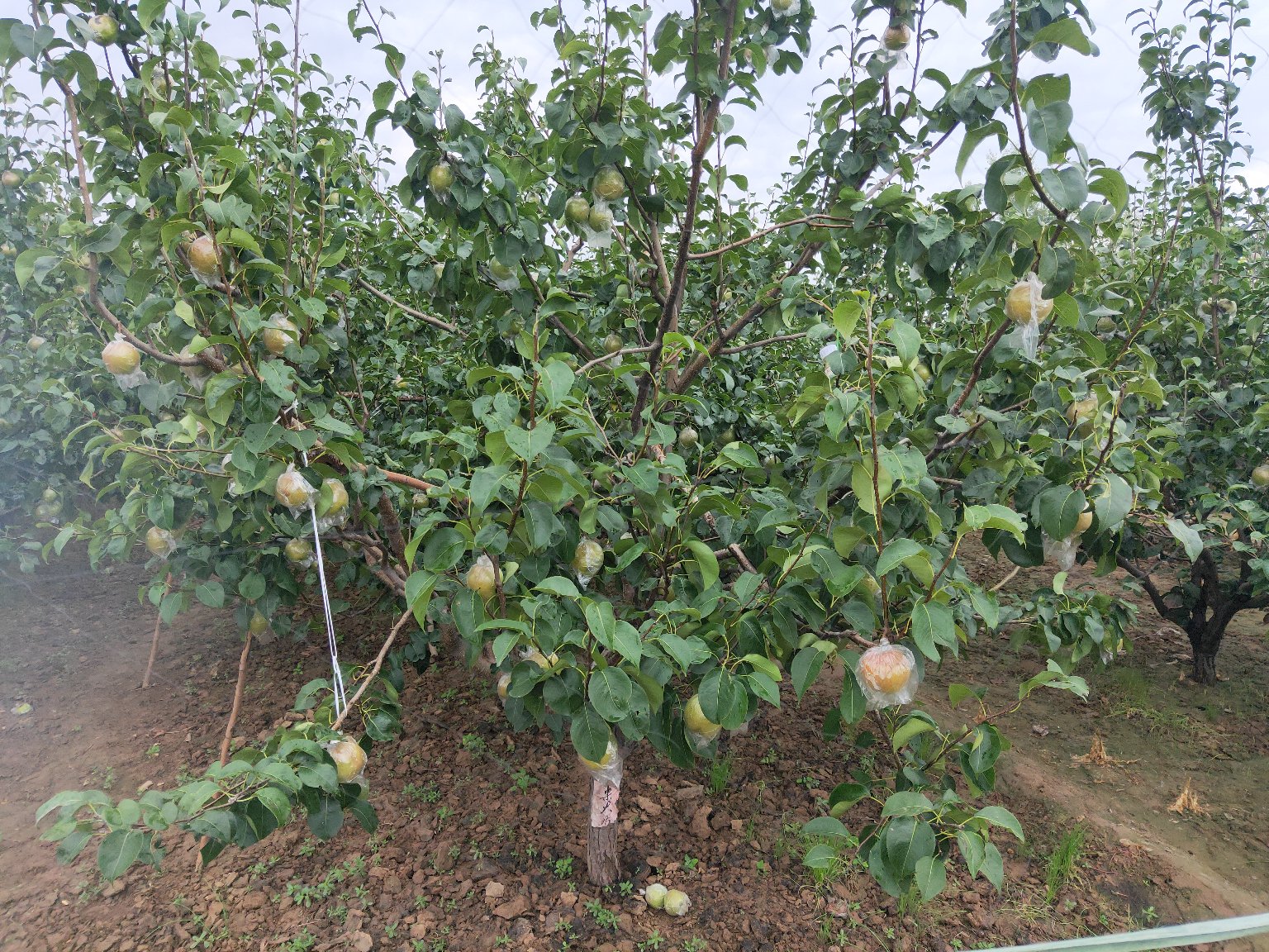 酸梨果园种植场景 酸梨果园种植场景