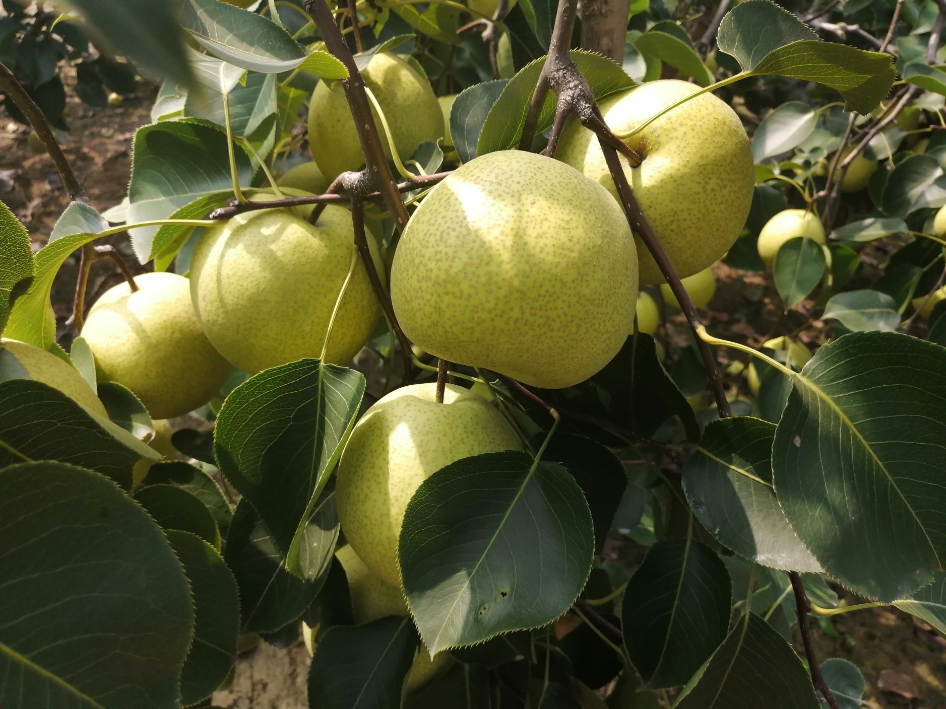 白梨树上的嫩绿叶子特写