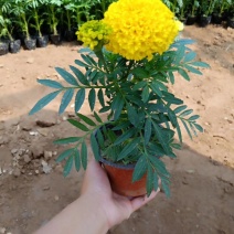 万寿菊