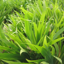 鸢尾