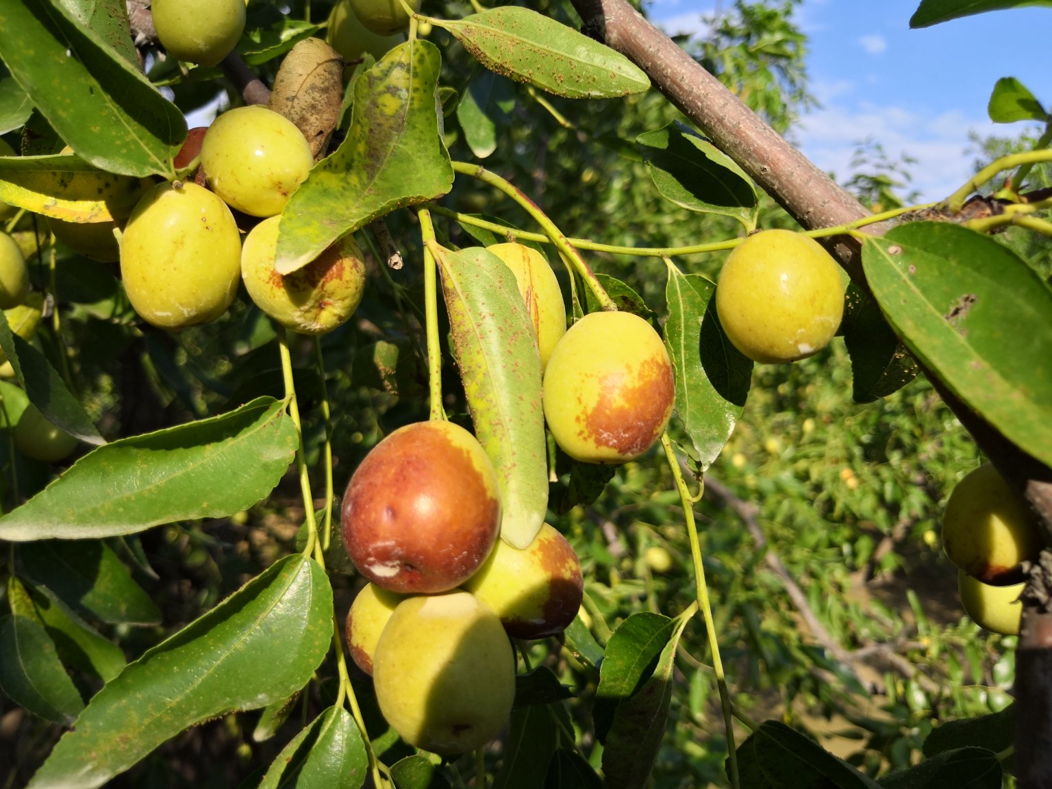 珠枣树挂满果实特写