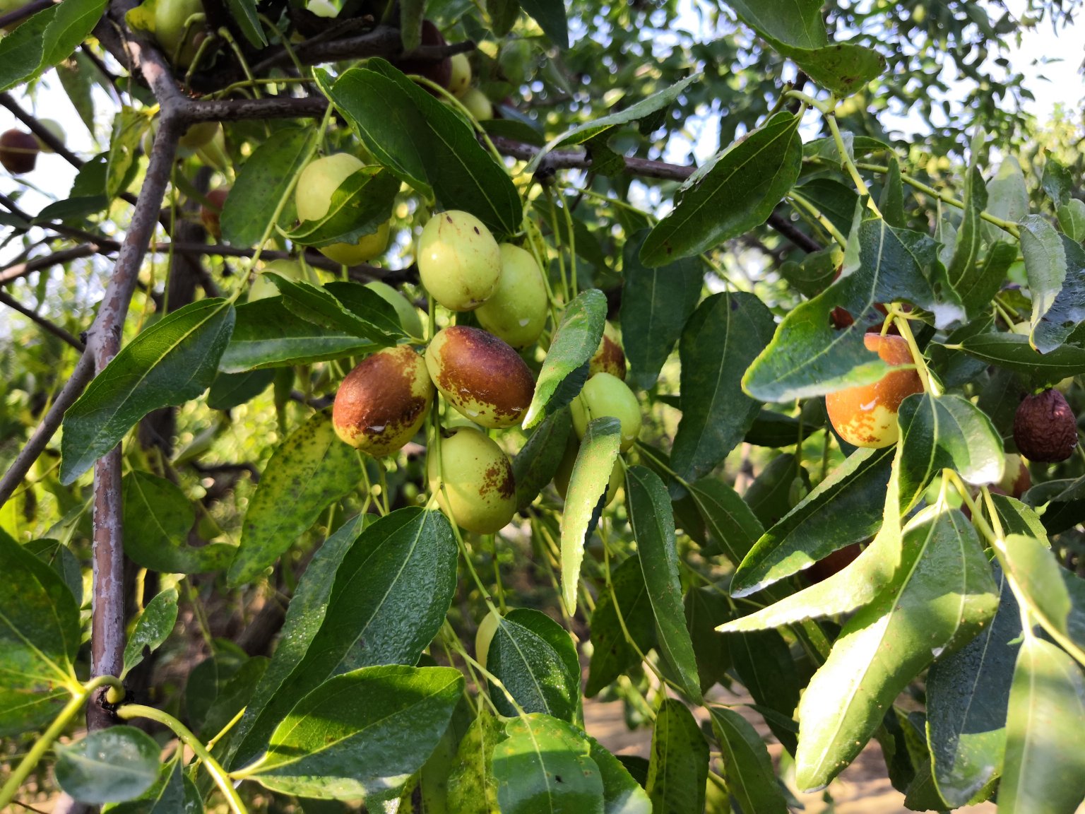 金丝刺枣整株植物特写