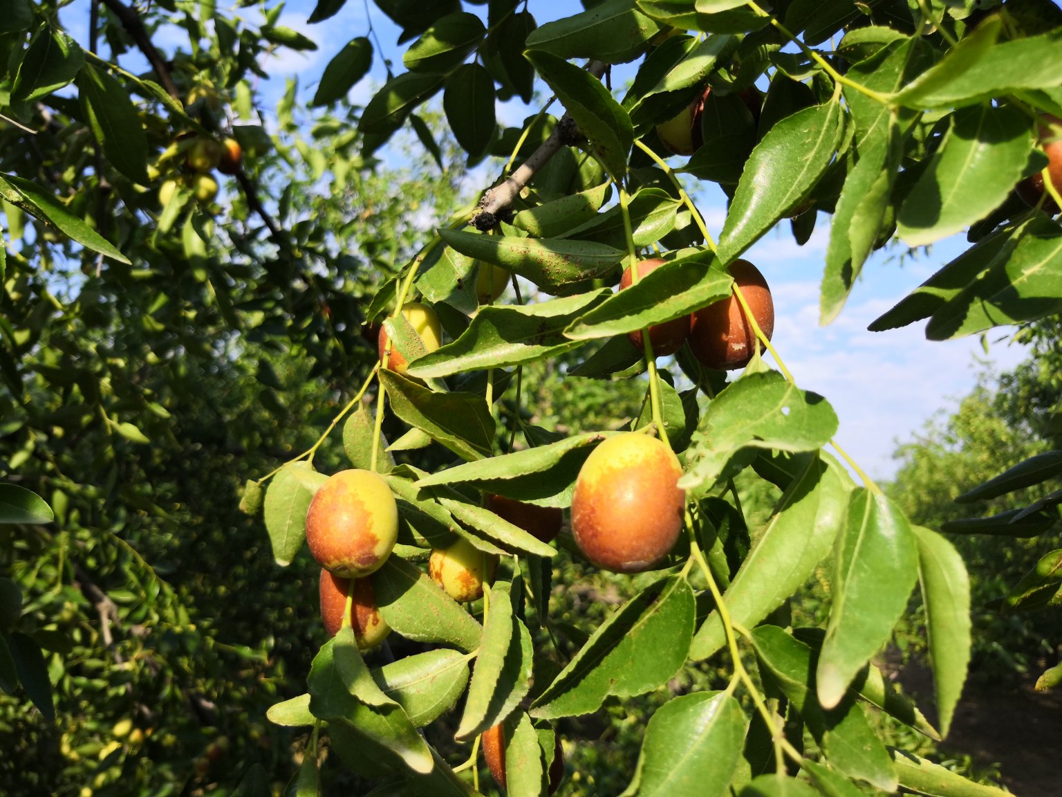 金丝长枣整串挂果特写