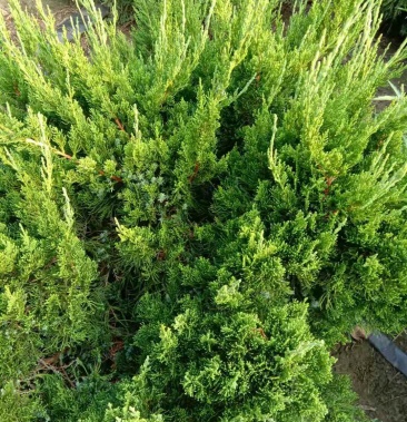 小龙柏树苗绿化苗木庭院种植绿化工程用苗自家苗场,价格优惠