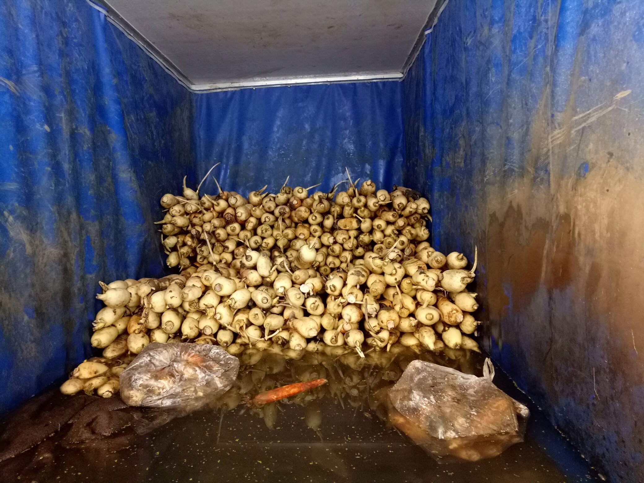 现代化冷库内部,多个大型塑料储水槽整齐排列,槽内完全浸没着大量白莲藕,水面清澈,工作人员正在检查水质,环境温度显示为2.5℃,体现规模化专业储存场景 冷库中水封储存白莲藕场景