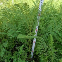 四川眉山出售30——50高度的蓝花楹袋苗