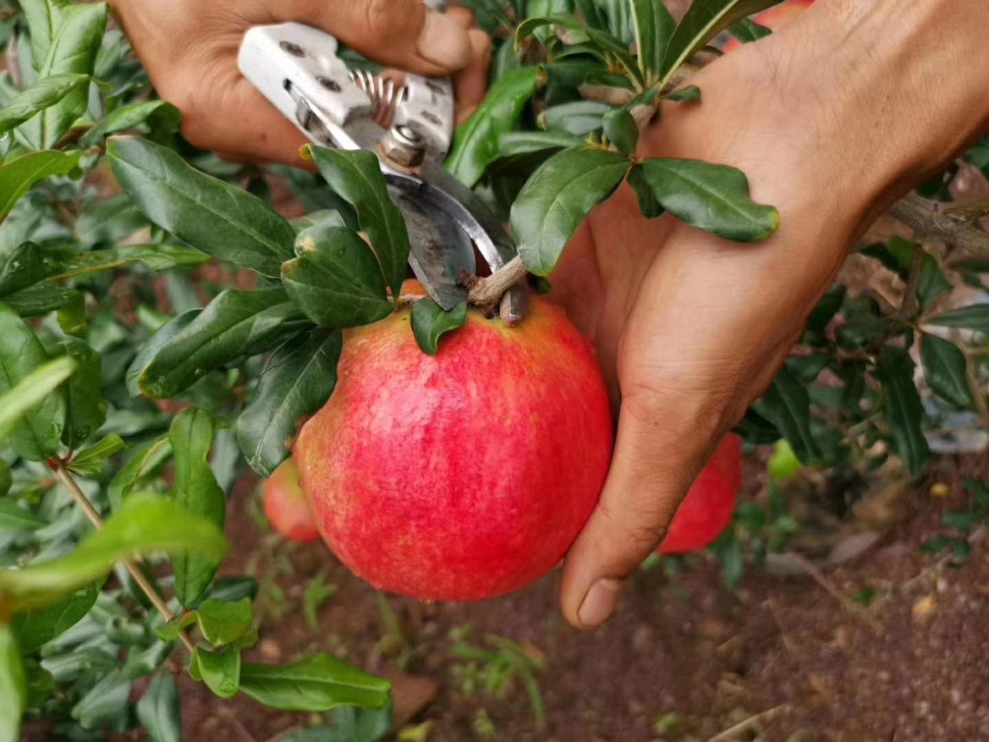 会理石榴采摘现场