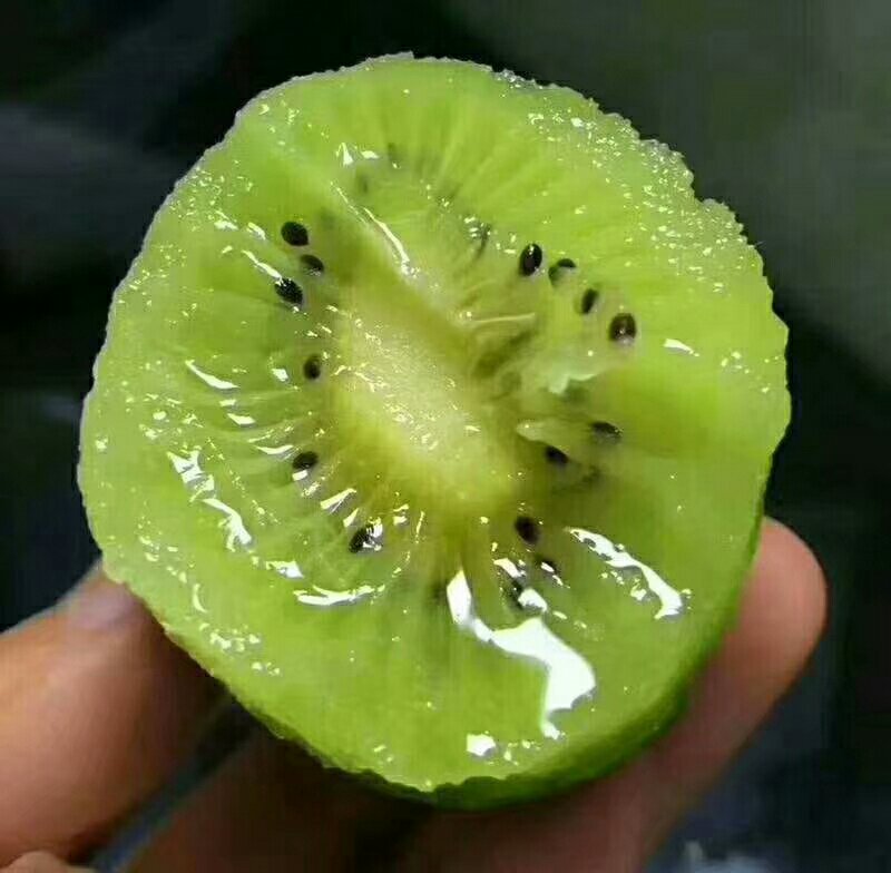 一颗被横向切开的翠香猕猴桃,露出翠绿色的果肉和整齐的黑色种子,果肉色泽鲜亮,汁水丰富,旁边配有测量尺,显示果实直径约为5厘米 翠香猕猴桃切面展示图