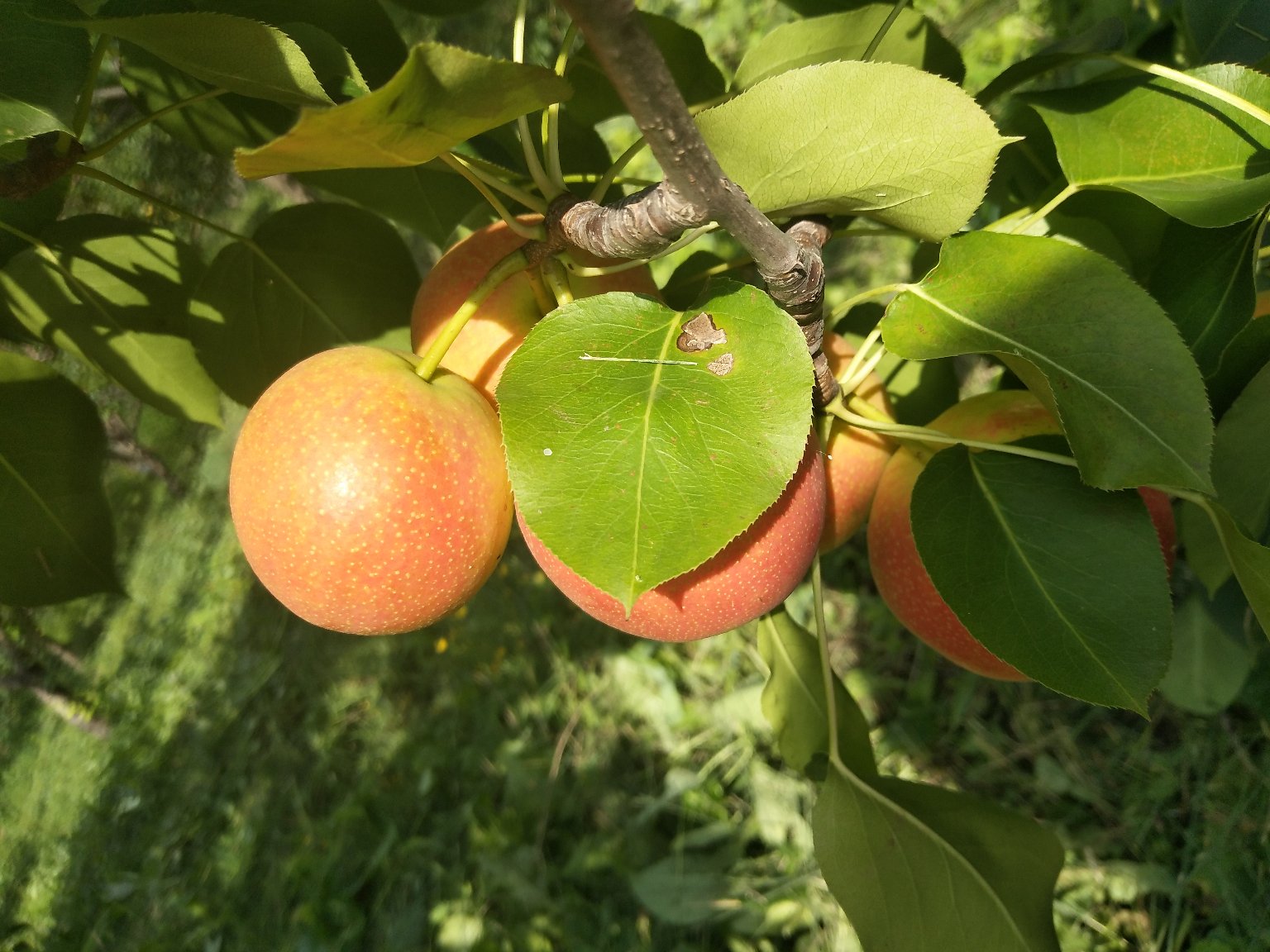 孕妇在厨房挑选南果梨