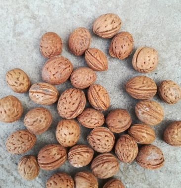 山桃核京桃核圆桃核桃核