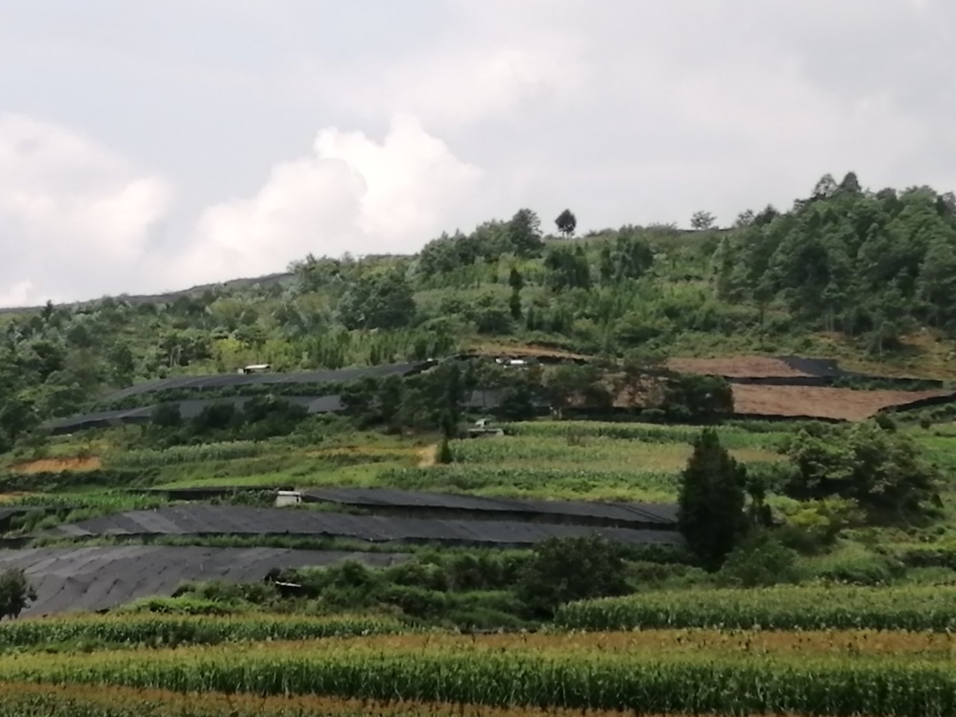无人机航拍视角下的云南文山三七种植基地,连片的遮阳网棚整齐排列,土壤为红褐色,农民正在田间进行除草作业,远处可见丘陵地形和绿色植被覆盖,展现规范化种植环境 三七种植基地航拍图