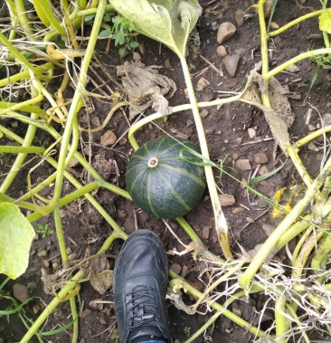 内蒙基地黑金二号南瓜上市