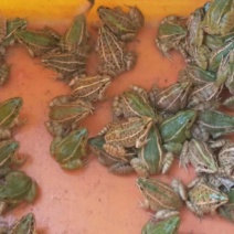 全国提供青蛙苗，成品蛙全程一对一技术指导保质保量欢迎考察