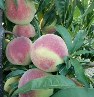 [桃批发]离核毛桃价格0.50元/斤 - 一亩田