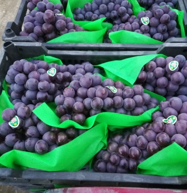 辽宁北镇冷库优质巨峰.辽峰葡萄 大量供应批发代收