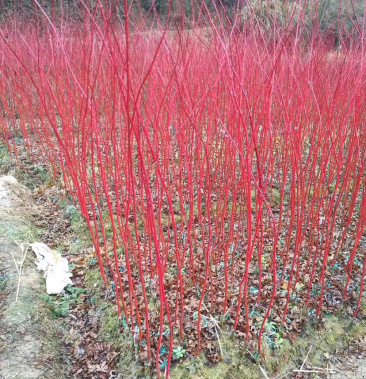 [红枫苗批发]赤枫小苗红杆子枫树新品珊瑚阁日本红枫树苗价格7.