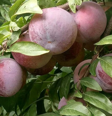 安格诺李子种植户,个头大口感好