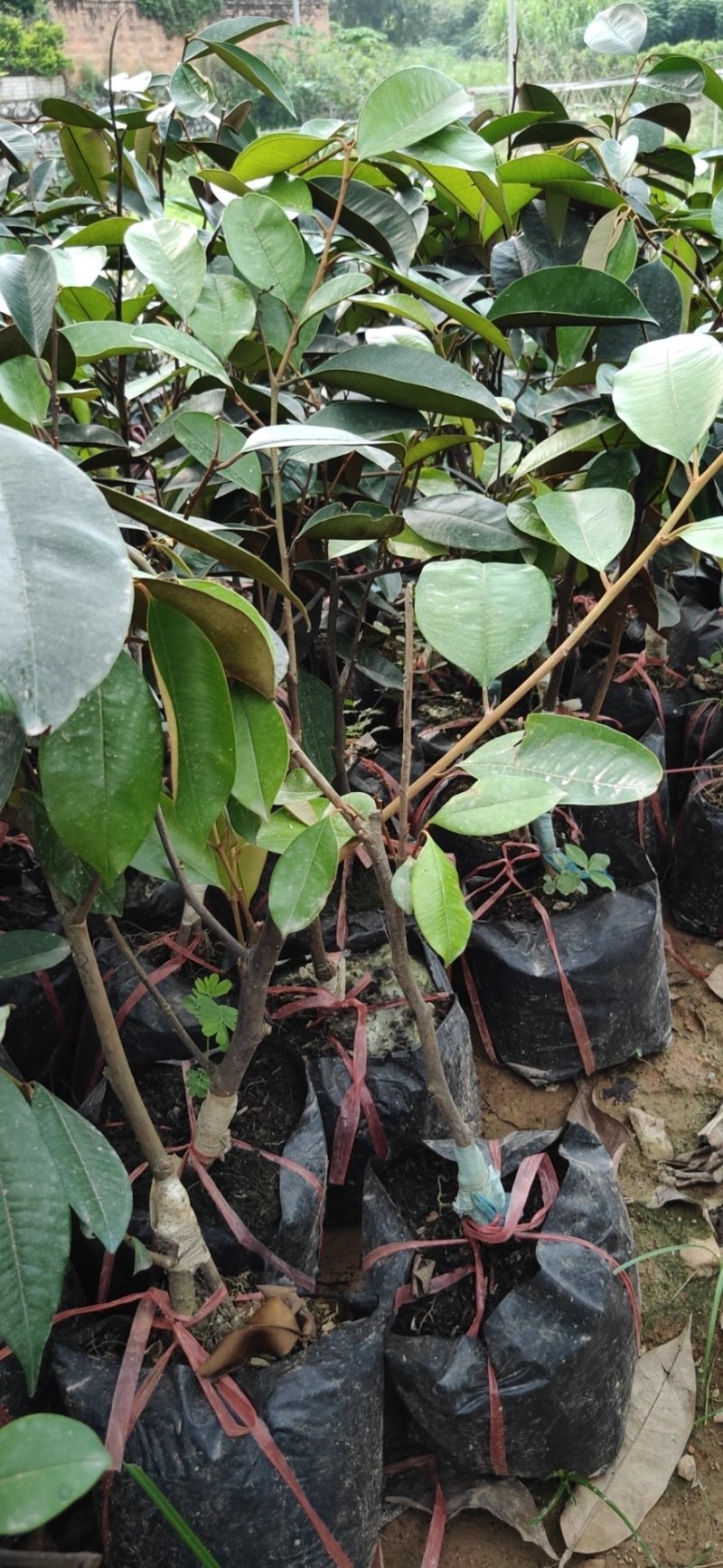 牛奶果苗,嫁接苗,直生苗都有,带营养杯