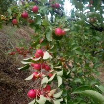 123小苹果（残果）
