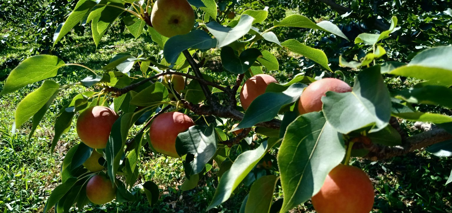 南果梨节活动现场