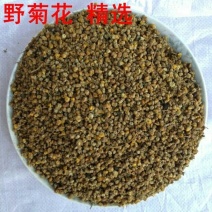 干野菊花