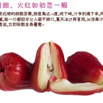 莲雾果苗莲雾嫁接树苗黑金刚大叶红莲雾带泥发货盆栽