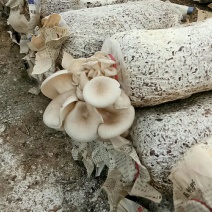 平菇菌包4.5到5斤