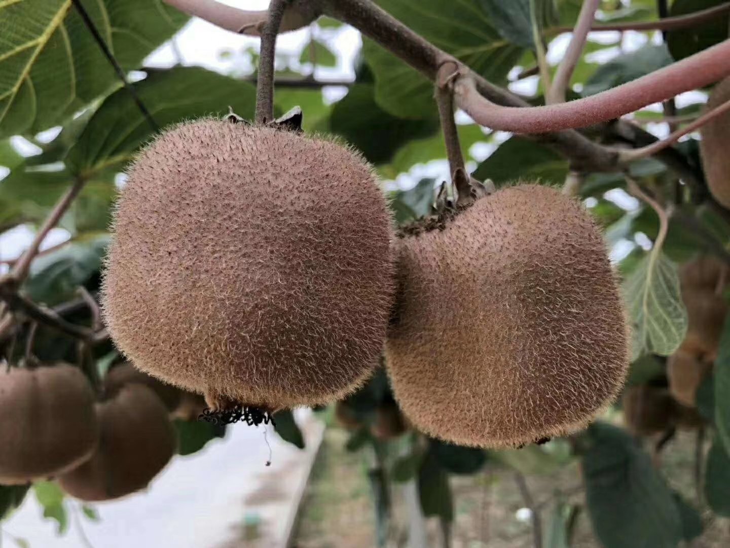 绿心猕猴桃果肉特写