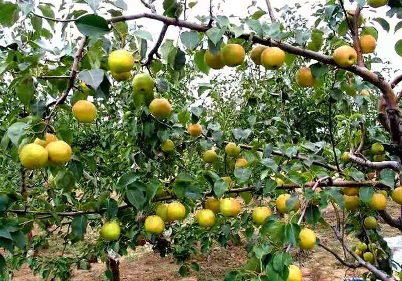 黄金梨果园成熟景象