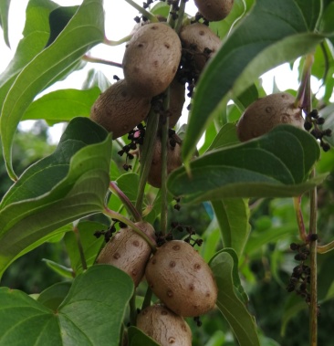 正宗云南牛尾山药豆个大饱满新鲜山药豆