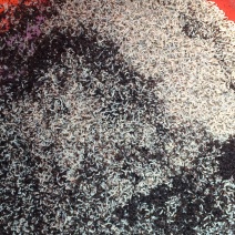 供应鲜活蝇蛆,冷冻蝇蛆