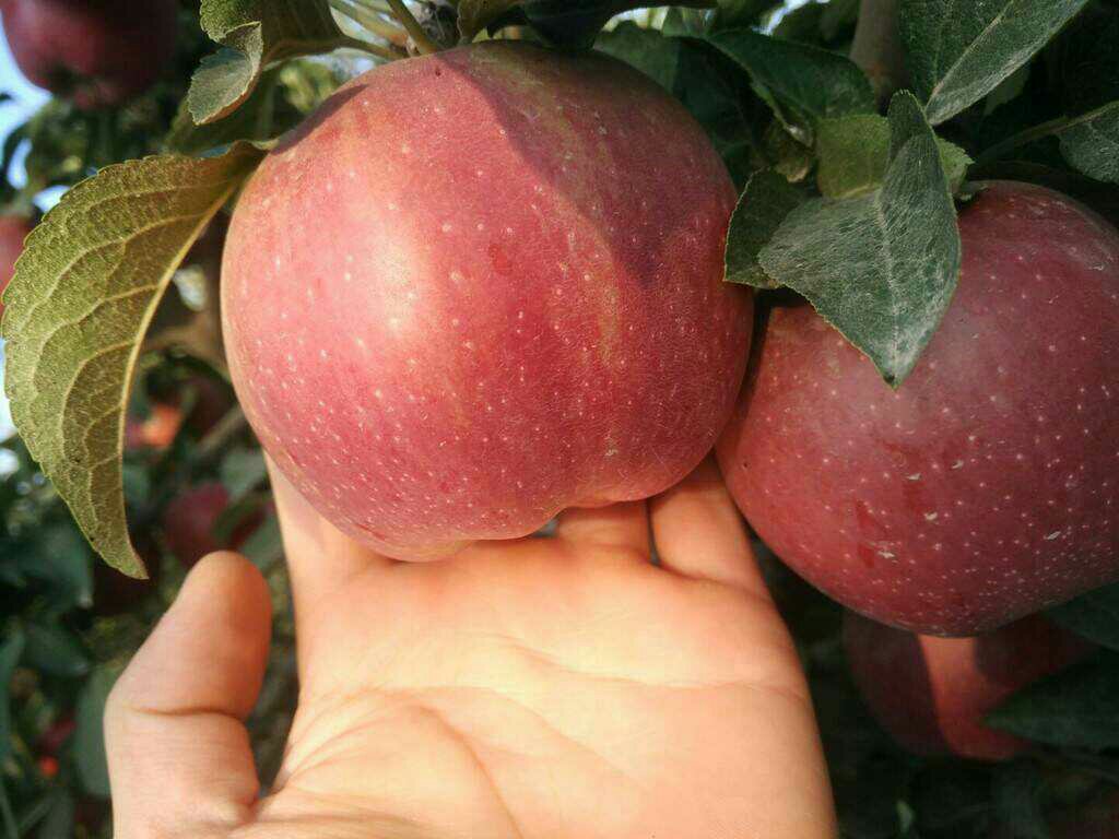 高桩长圆型红星苹特写