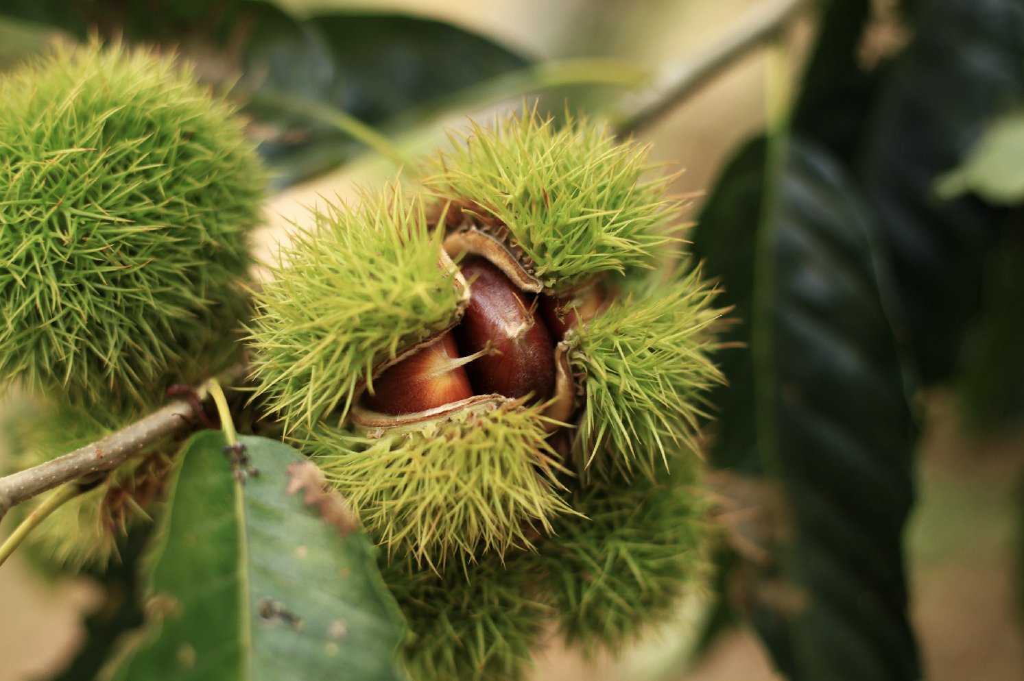 云南锥栗果实特写与剖面结构