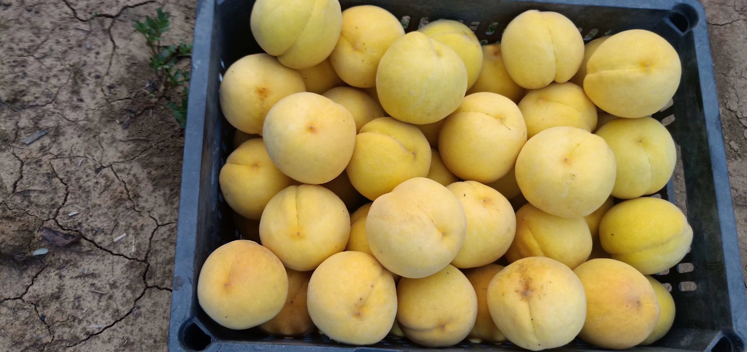 贵妃芒正确储存方式示意图