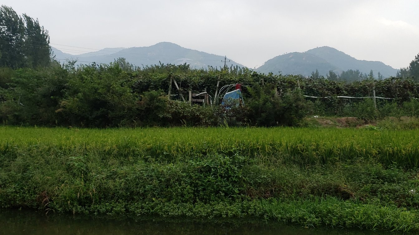 一幅中国地图,重点标注陕西周至、四川苍溪与蒲江、贵州修文、浙江江山、湖北宜昌等主要猕猴桃产区位置,用不同图标区分绿心与黄心主产县,配有简要文字说明各地产区特色品种及年产量范围,底图为浅色地形图,突出生态适宜性 中国主要猕猴桃产区地图示意图