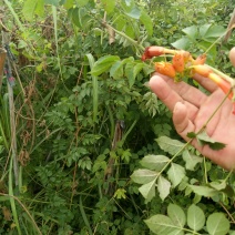 凌霄苗爬藤植物，庭院小区，学校绿篱强专用花，
