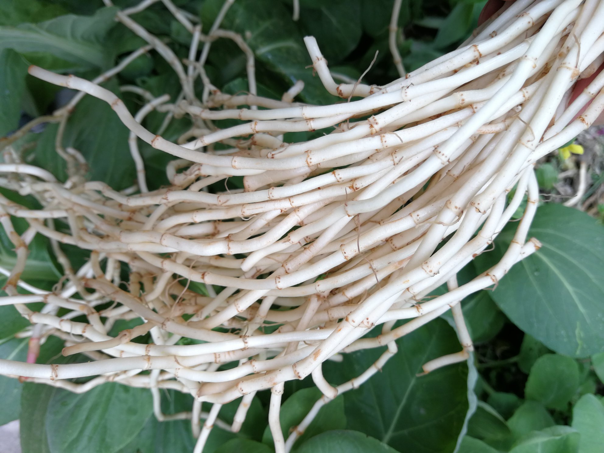 鱼腥草新鲜根部特写